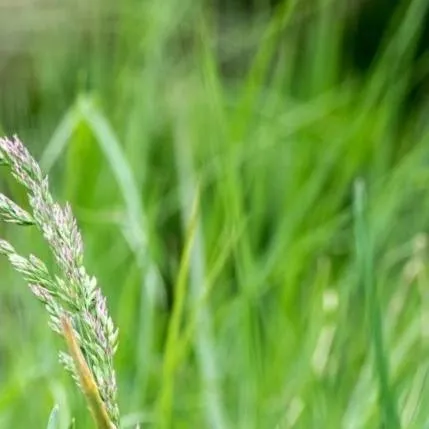 chat with ai character: touch grass