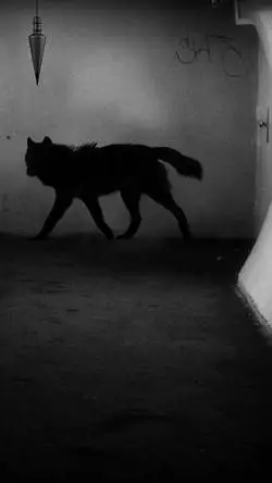 ai character: (Black Shuck)  background