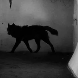chat with ai character: (Black Shuck) 