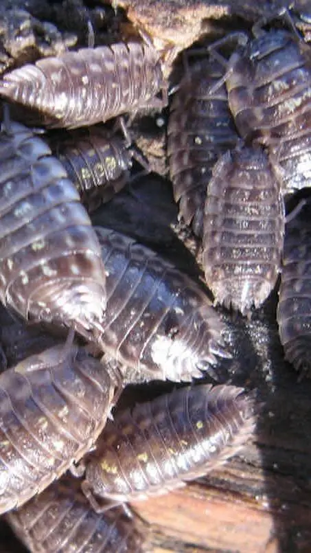 ai character: Quantum Woodlouse background