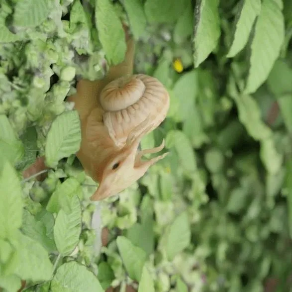 chat with ai character: (Dragon-Snails) 