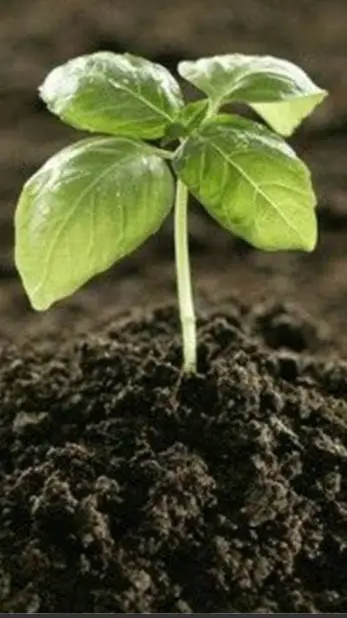 ai character: (Fertile Soil)  background