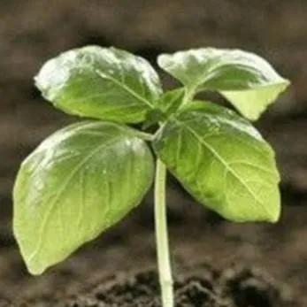 chat with ai character: (Fertile Soil) 