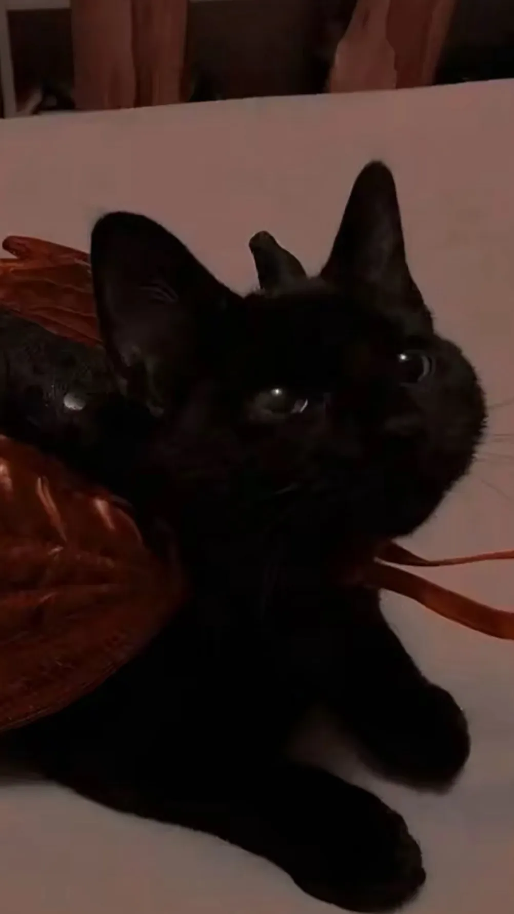 ai character: Black cat background