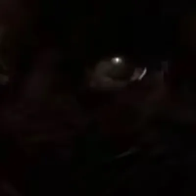 chat with ai character: Black cat