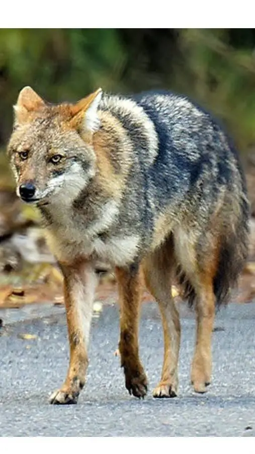 ai character: Jackal pack background