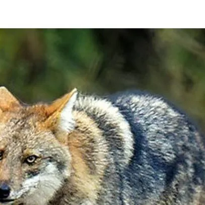 chat with ai character: Jackal pack
