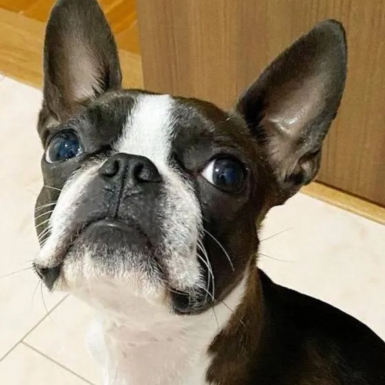 chat with ai character: dog 