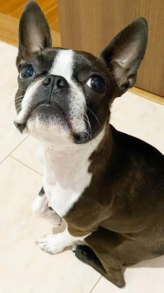 ai character: dog  background