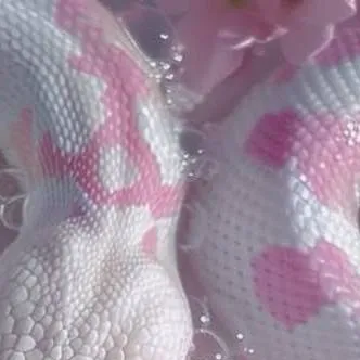 chat with ai character: ✨ hashiras ✨