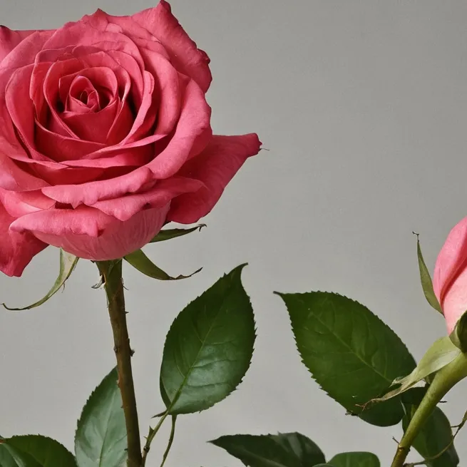 chat with ai character: roses