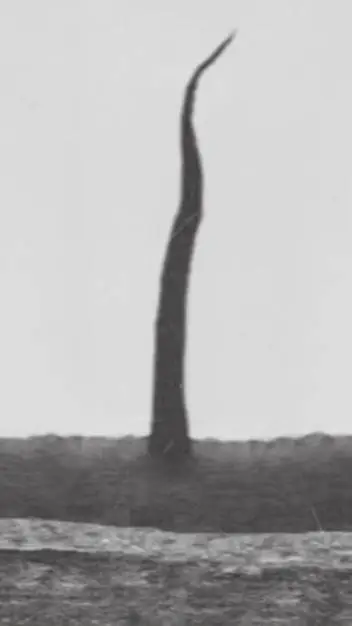 ai character: the special tree  background