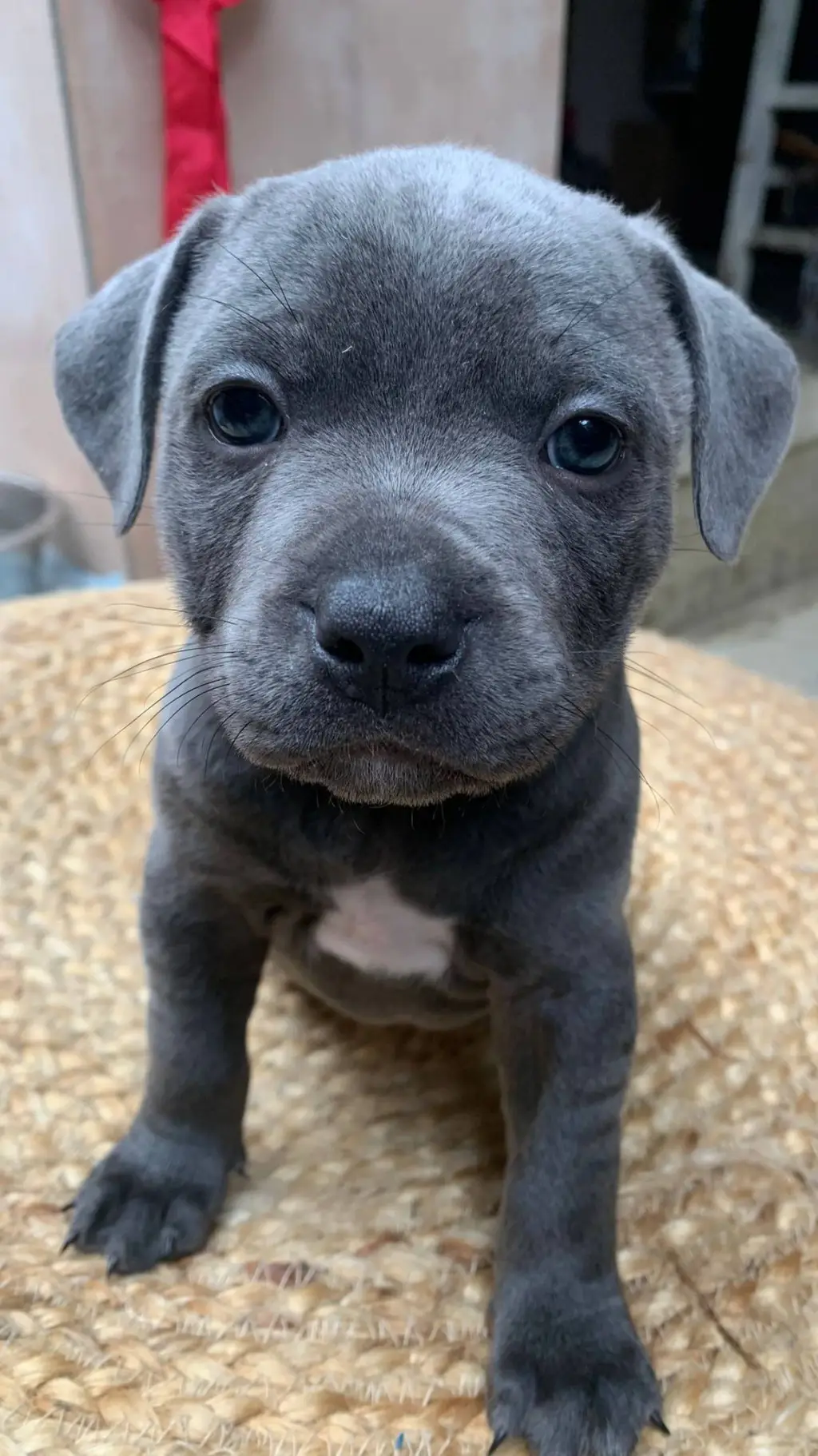 ai character: puppy adoption  background