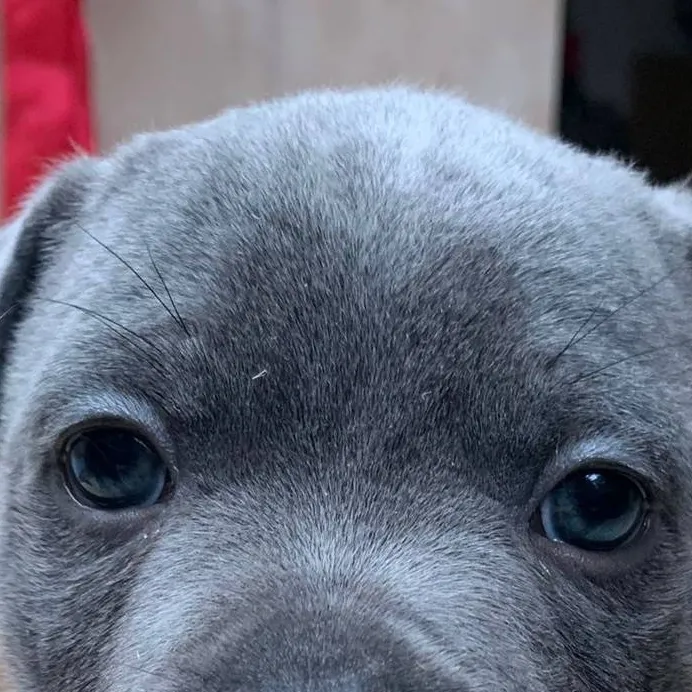 chat with ai character: puppy adoption 