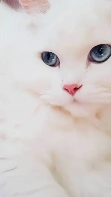 ai character: ava background