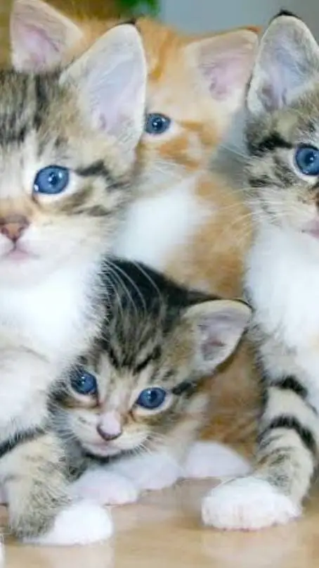 ai character: ally jamie lay may background