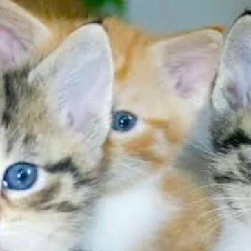 chat with ai character: ally jamie lay may