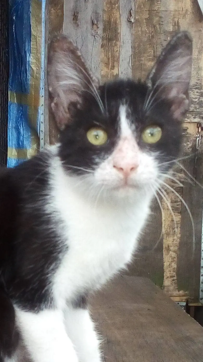 ai character: OREO(AKA my b cat) background