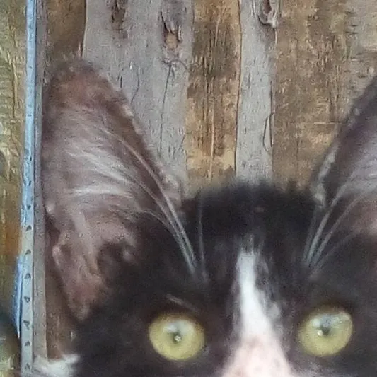 chat with ai character: OREO(AKA my b cat)