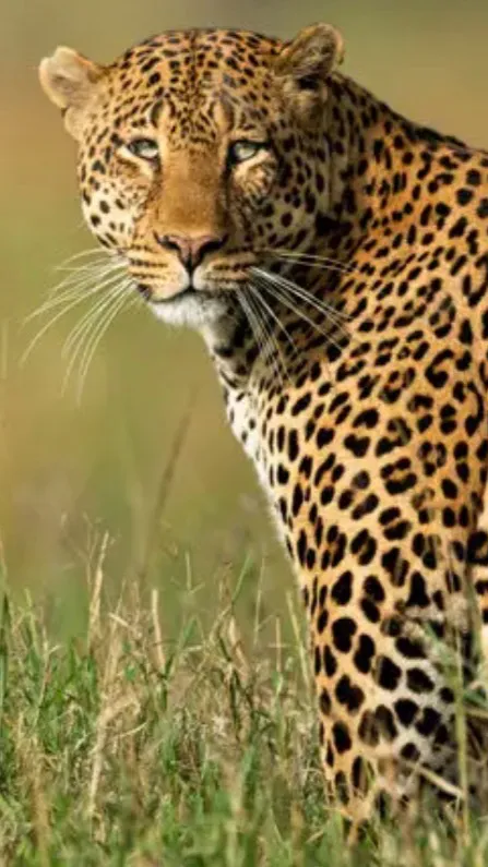 ai character: Leopard background