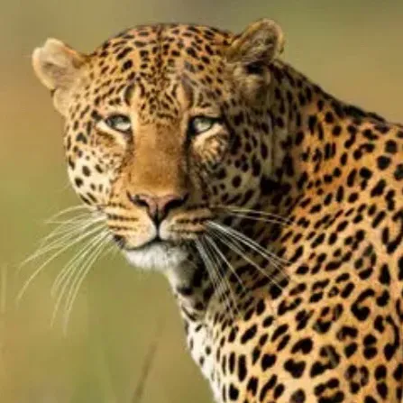 chat with ai character: Leopard