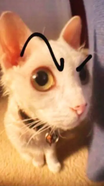 ai character: You chose  background