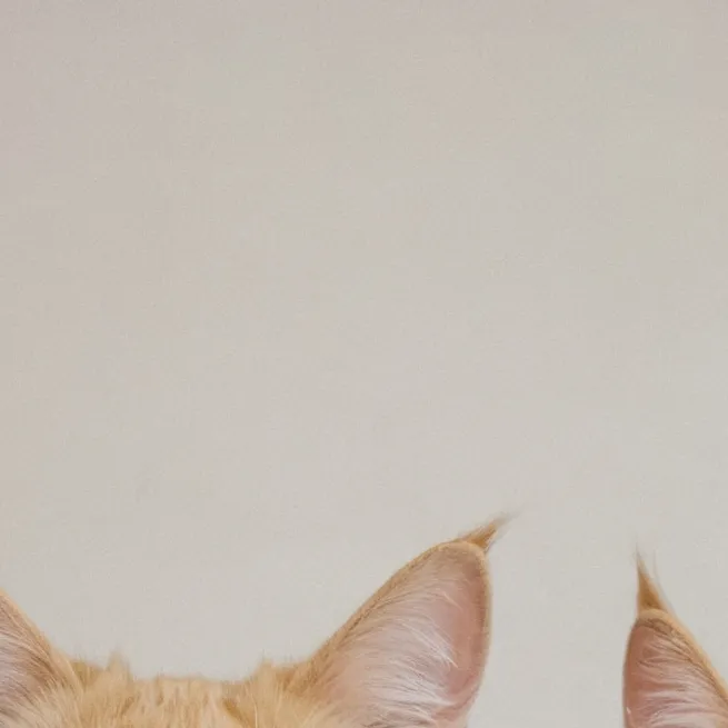 chat with ai character: class pets