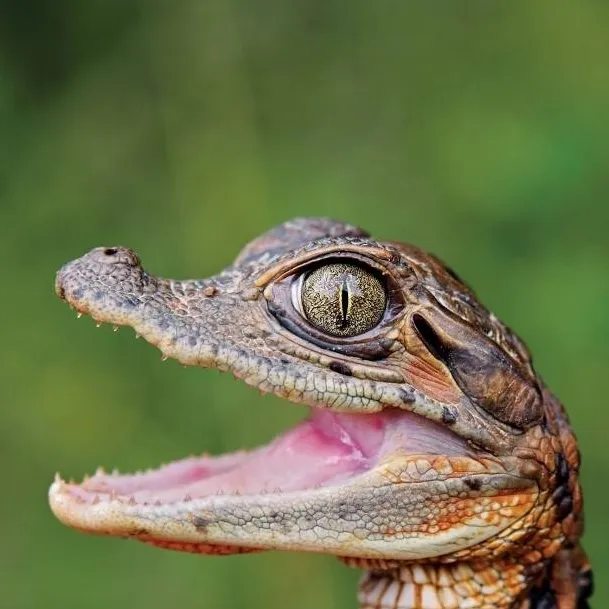 chat with ai character: reptile shop
