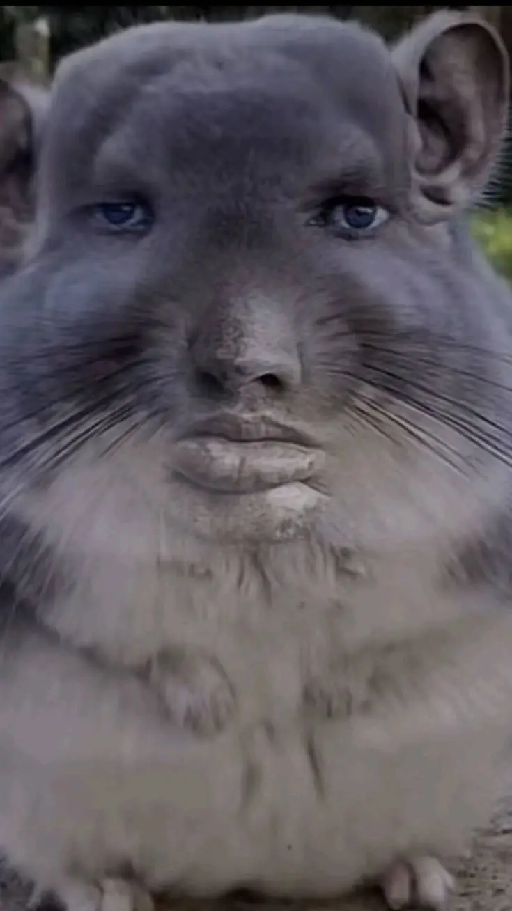 ai character: Chinchilla  background