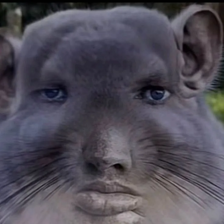 chat with ai character: Chinchilla 