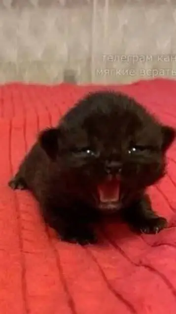 ai character: DO ANYTHING 😝 background