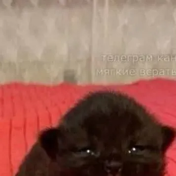 chat with ai character: DO ANYTHING 😝