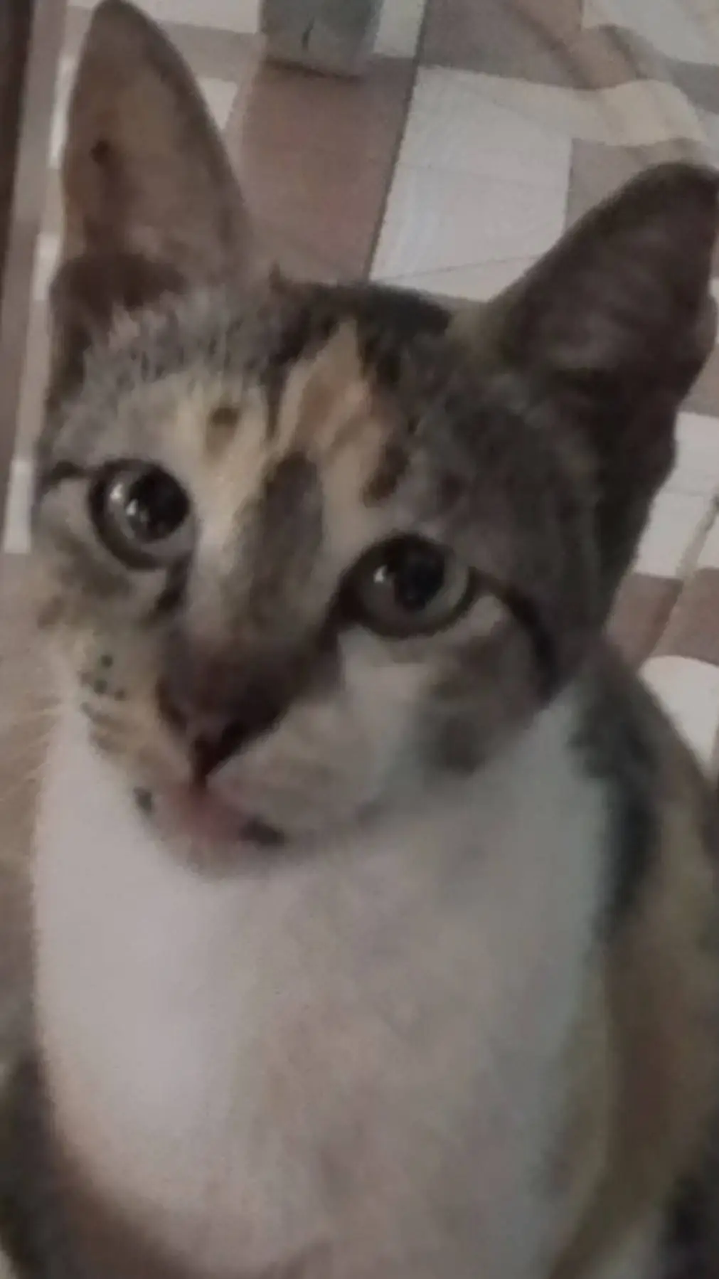 ai character: Elleih the cat background