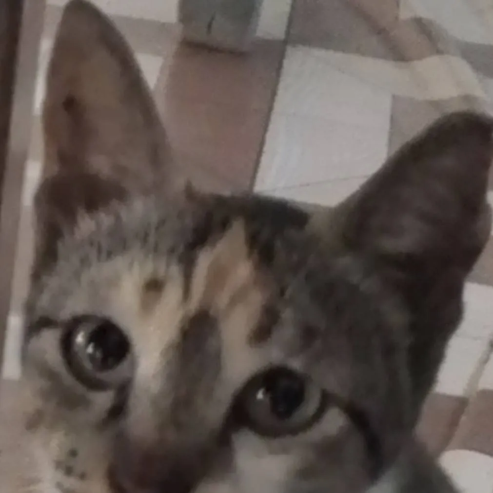 chat with ai character: Elleih the cat