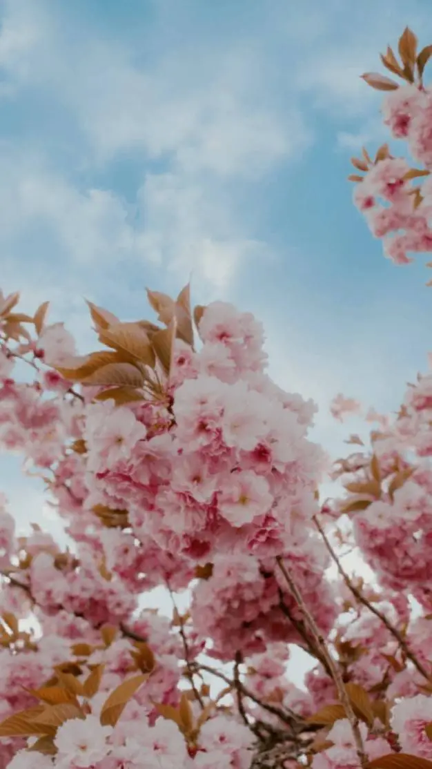 ai character: Joker (idv) background