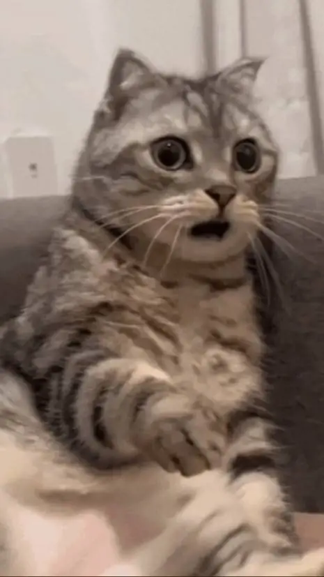 ai character: Cat Shocker meme background