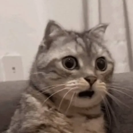 chat with ai character: Cat Shocker meme