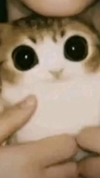 ai character: Meowl background