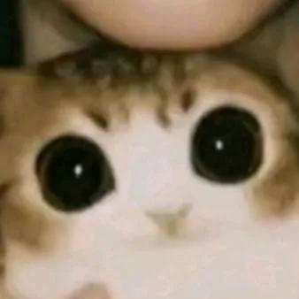 chat with ai character: Meowl