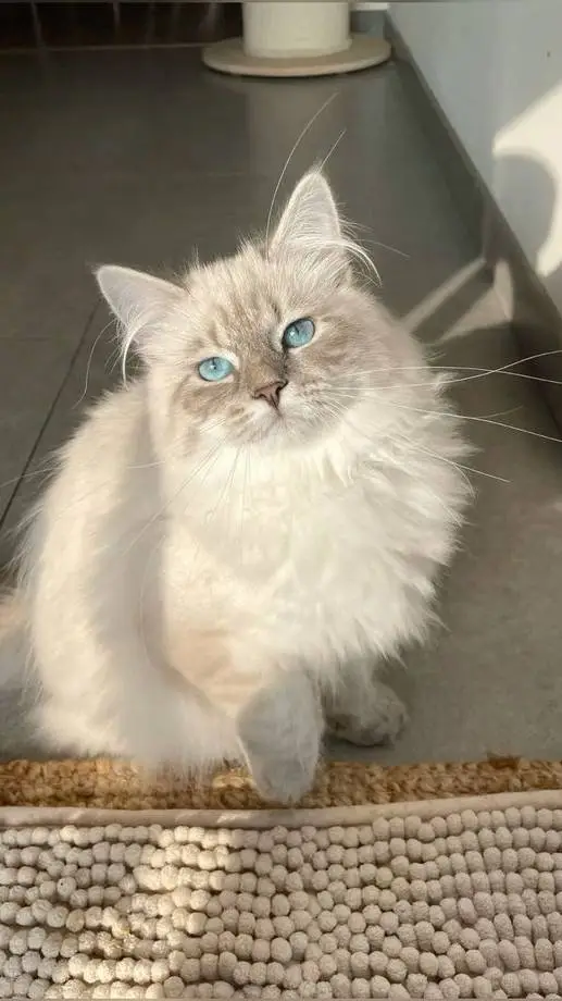 ai character: bestie background