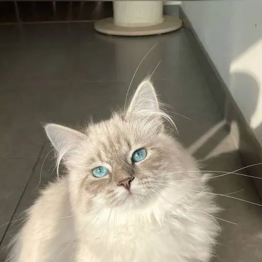 chat with ai character: bestie