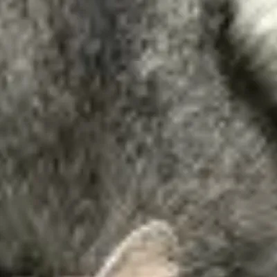 chat with ai character: Deksy the cat