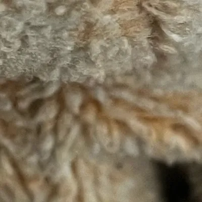 chat with ai character: Animal Village 