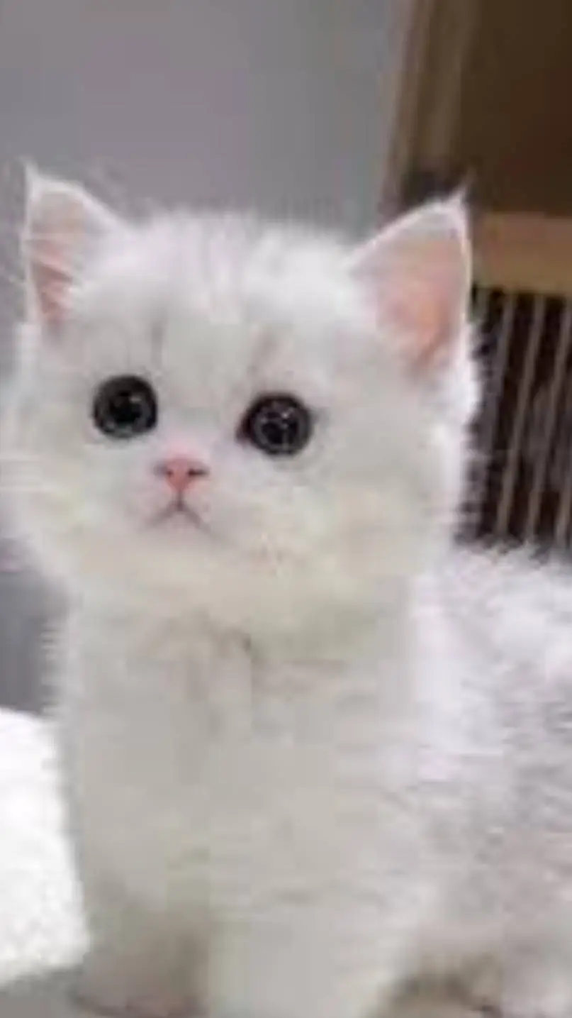 ai character: homeless kitten  background
