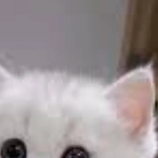 chat with ai character: homeless kitten 