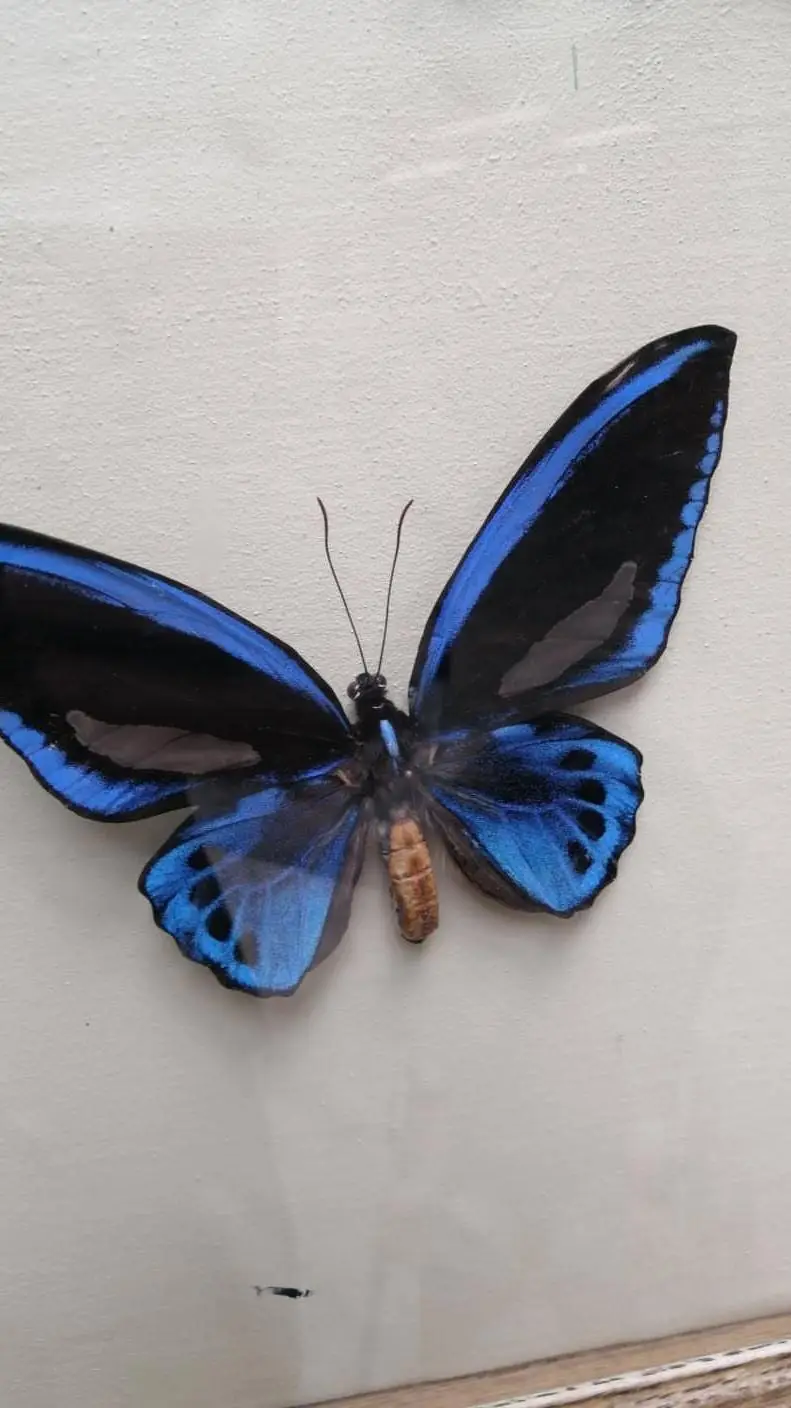 ai character: sad cosmo remake!! background