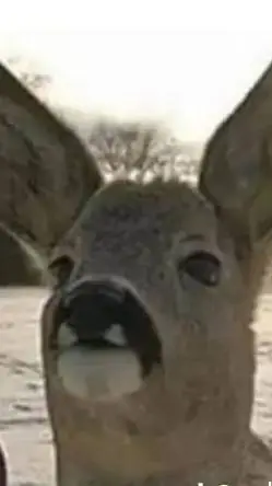 ai character: just an deer? background