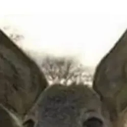 chat with ai character: just an deer?