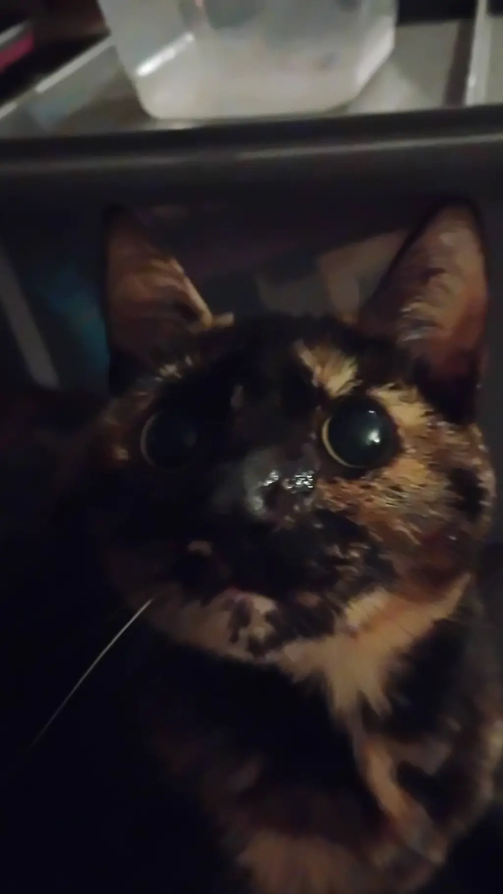 ai character: MHA in your house  background