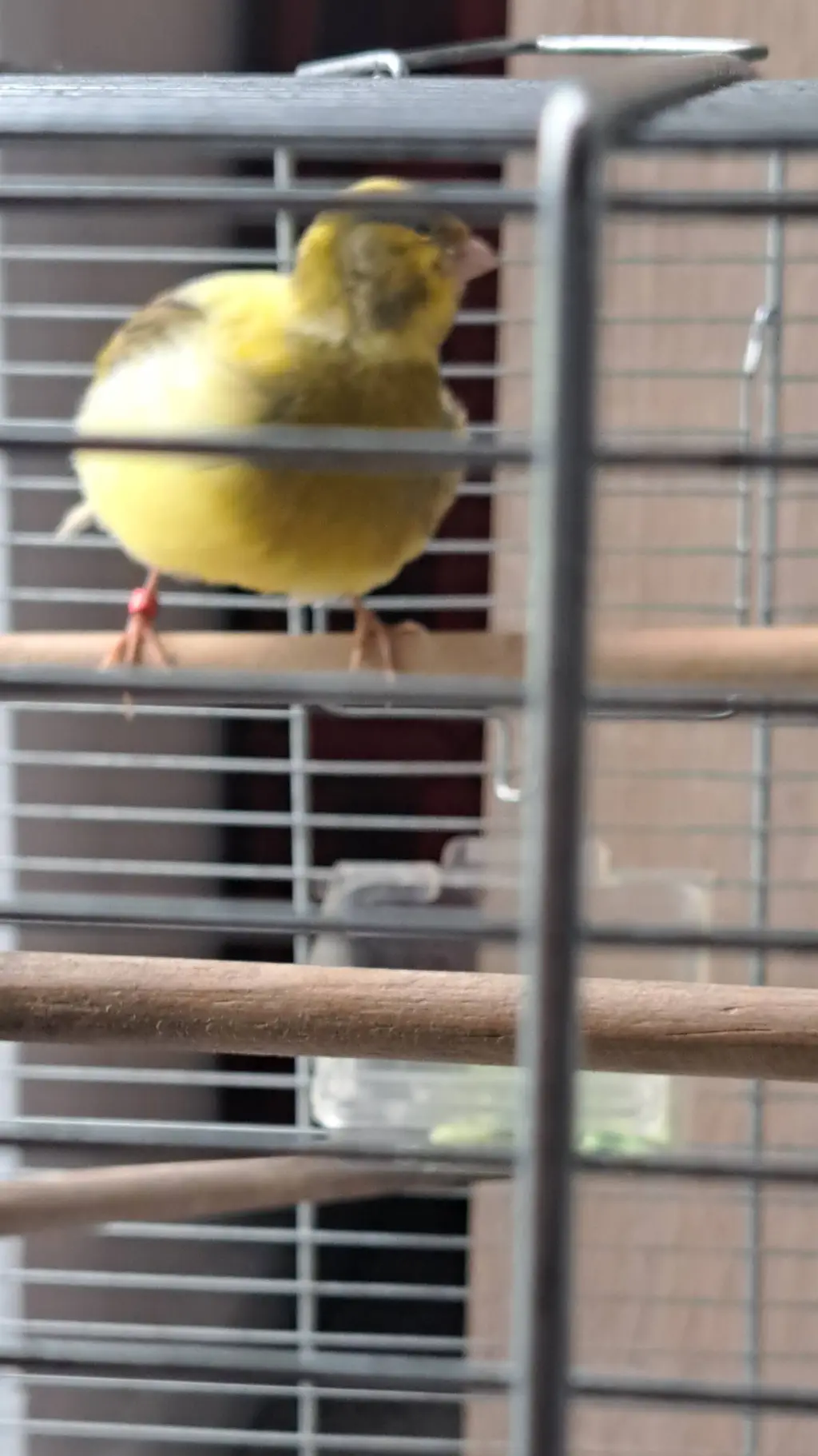 ai character: !BAMBO MY BIRD! background